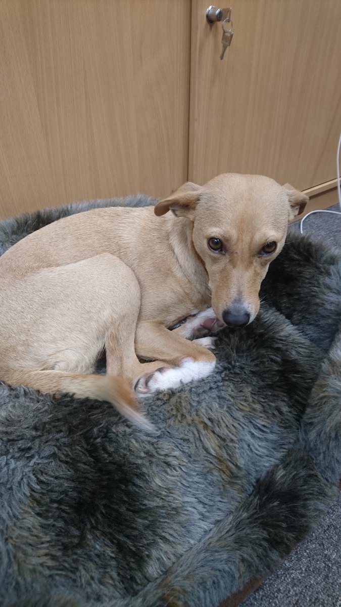It's official: we have a new office dog!🐶😍
