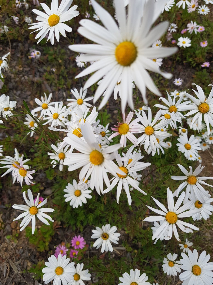 개마고원 화전민 (@ahs2352) on Twitter photo 