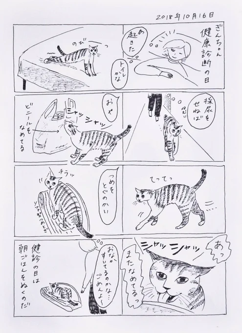 2018/10/16のぎんちゃん  #今日のぎんちゃん 