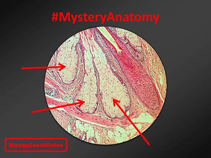 heybiologycoach's tweet photo. Can you identify this week's #MysteryAnatomy structure?
https://t.co/TpflWTVWFo
#biologycoachonline #anatomy #physiology #AandP #AP #MCAT #premed #medschool #medicalschool #nurse #nursingschool #integument #skin #biology #biophiles #iteachanatomy #iteachbiology #praxis5235 https://t.co/49NHe7fa8N