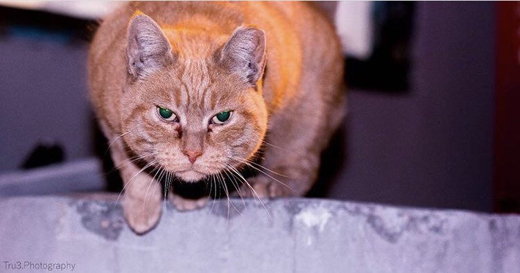 Trufactz20's tweet photo. #myart #catlover #photography https://t.co/JrluYtVasQ
