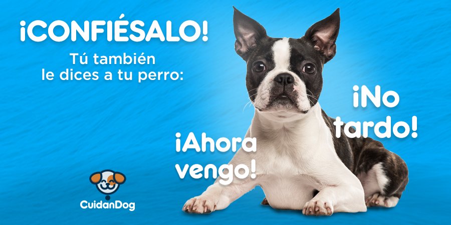 cuidandog's tweet photo. ¿Cuántos de nuestra #ComuniDog lo hacen?😳 Recuerda que con nuestros servicios de #RelaxDog podemos cuidar a tu perrito por varias horas o días, solo tienes que descargar nuestra App😊 ¡El cuidado que ellos se merecen!   
#CuidanDog #AmorPerruno #ServiciosConAmor https://t.co/C7W5qEBugi