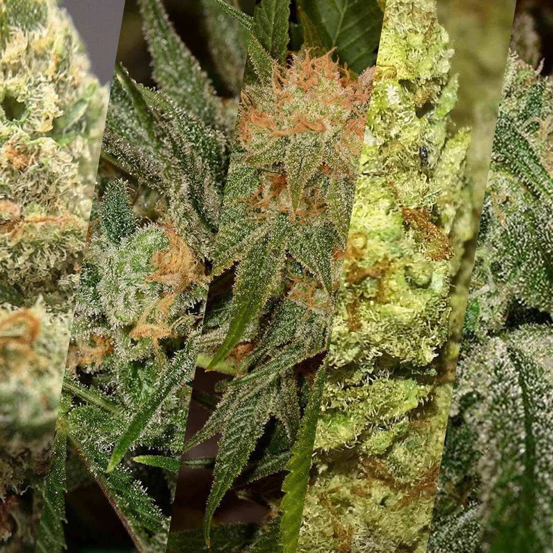 UppyApp's tweet photo. Suffering from depression? There are many strains that can help.🌿
Below are some of the top strains for depression.
🔹Jack Here 
🔹Pineapple Express 
🔹Harlequin 
🔹Sour Kush 
🔹Cannatonic
#CannabisCommunity #UppyApp #Journal #MedicalMarijuana https://t.co/70C3x76wdr