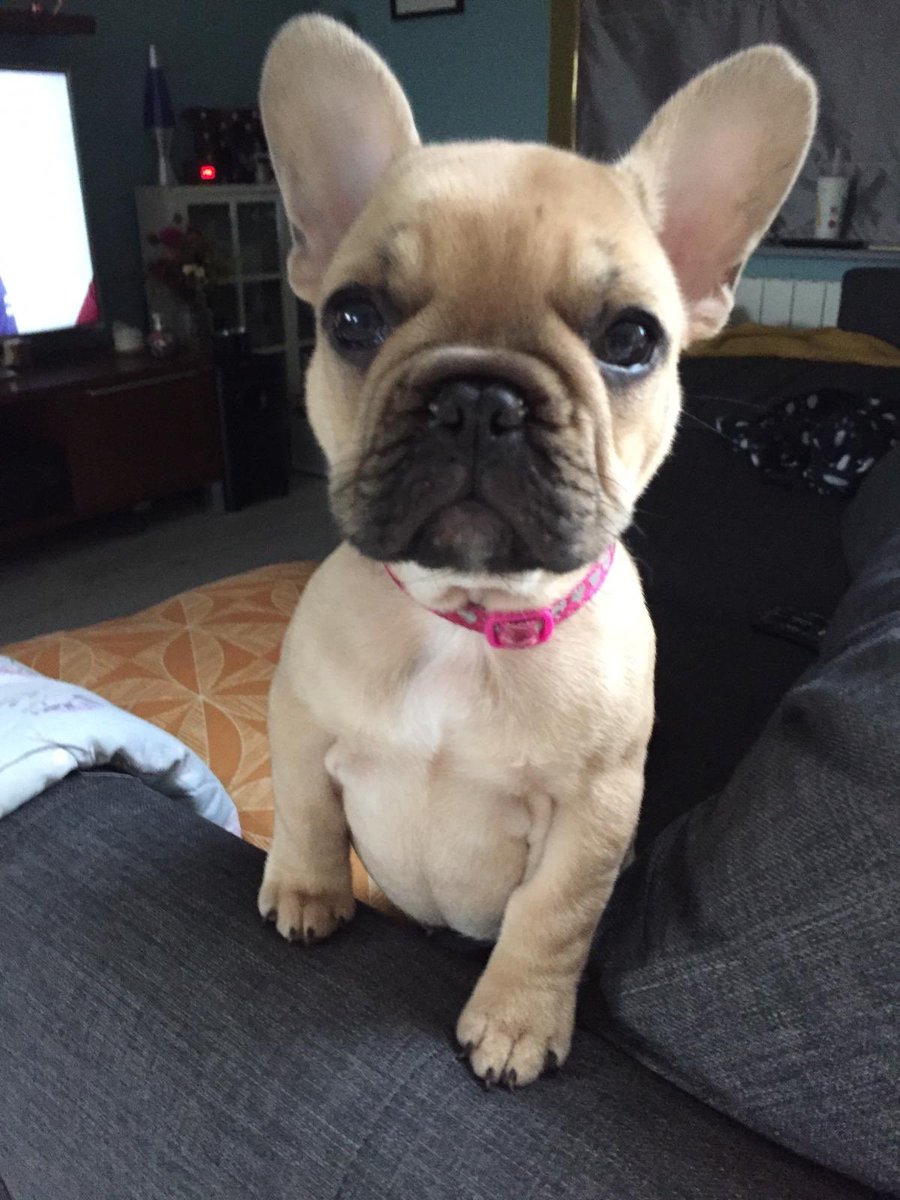 Unch_00's tweet photo. In other news, this happened #frenchbulldog #puppy #puppytraining #somuchpoo https://t.co/lEiIfdNsXn