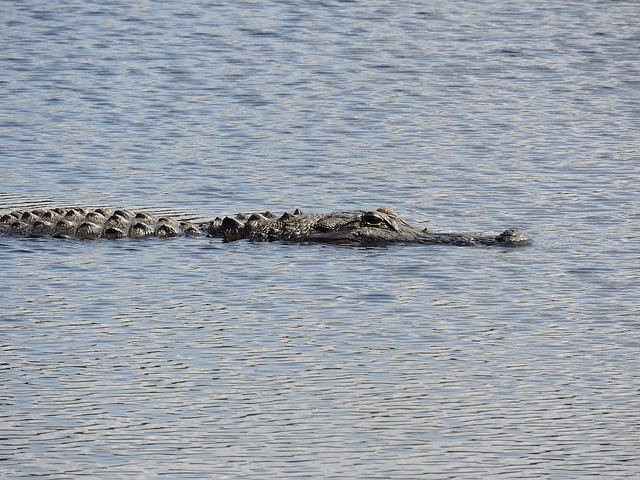 MyFWClife's tweet photo. Living with #alligators safety tip: Keep pets on a leash &amp; away from the water. https://t.co/ikl5ToazjZ #Florida https://t.co/YJgoYk1PC8