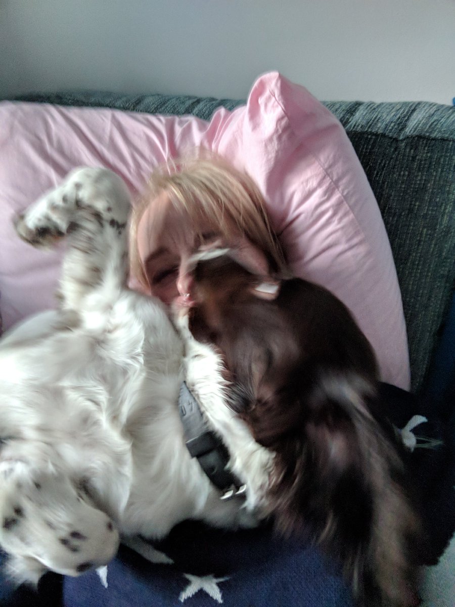 PSOSDogs's tweet photo. When you ask the pup for #TongueOutTuesday photo🙈 #HasNoBoundaries #TPDFinn #OuchThatMyNose🐾🐶 https://t.co/M61cpH8oaD