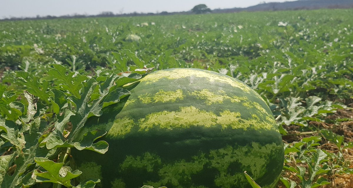 khathumashau's tweet photo. Thirst quenching Watermelons are ready...harvest has started...place your orders #FreshlyGood #OrganicFood  #Goodfood #Watermelon https://t.co/uBX4xrTu9J