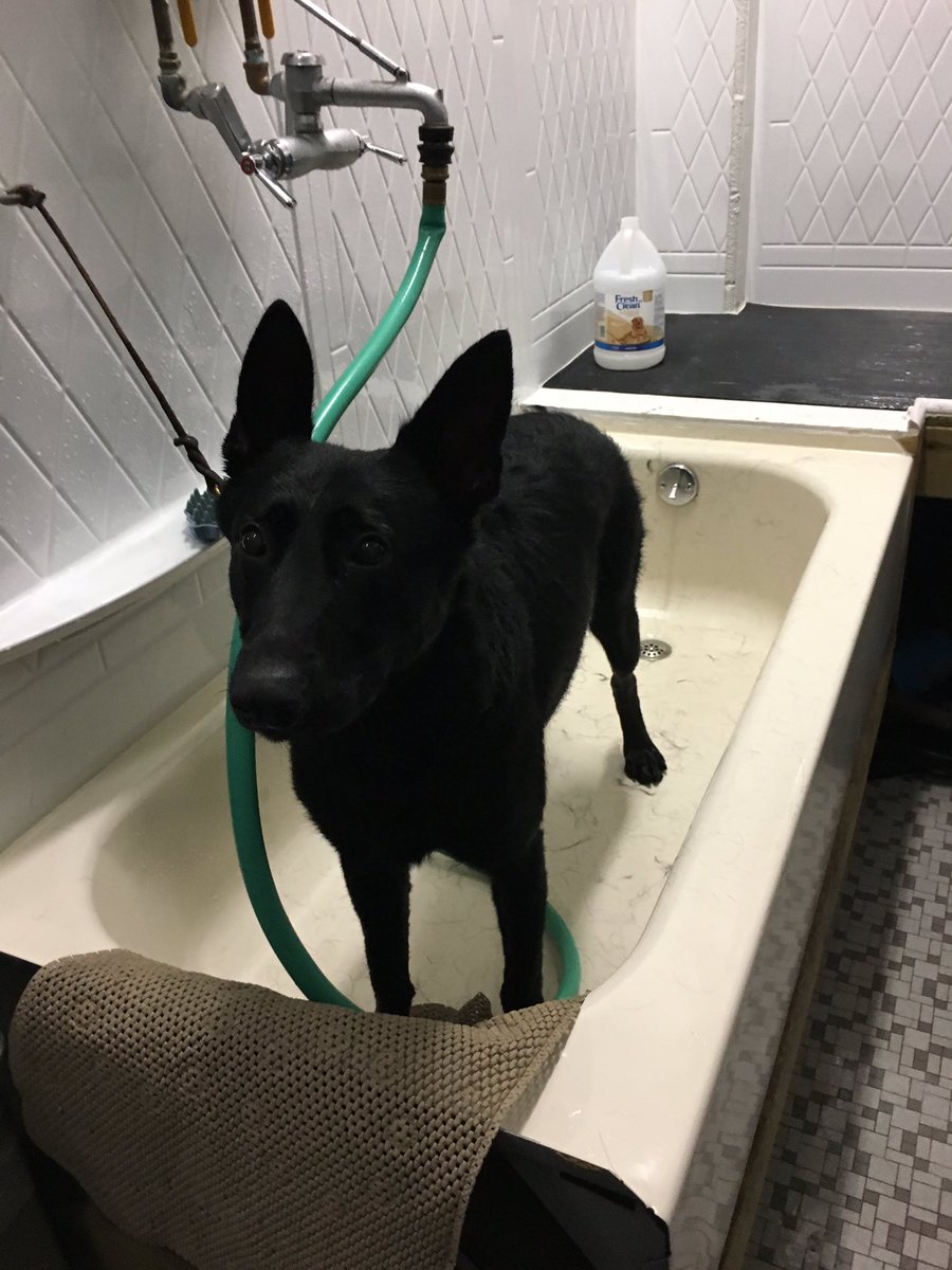 K9Shiloh's tweet photo. WAIT!! Tuesdays are for training NOT baths!! 💦🐕💦 #k9 #bathtime #k9unit https://t.co/ByMqPcJVak