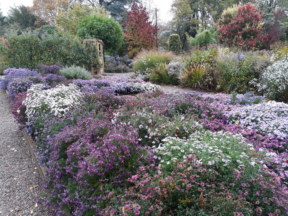 PictonGarden's tweet image. The four days of rain and wind have taken their toll but not as bad as I feared... finished some of the daisies and broke one or two ... but still some lovely colour in the garden #autumn #Gardening