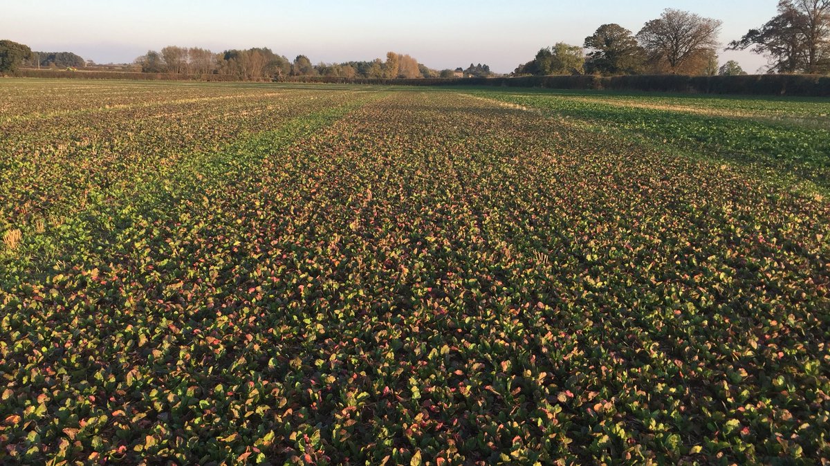 Crop Doctor tweet media