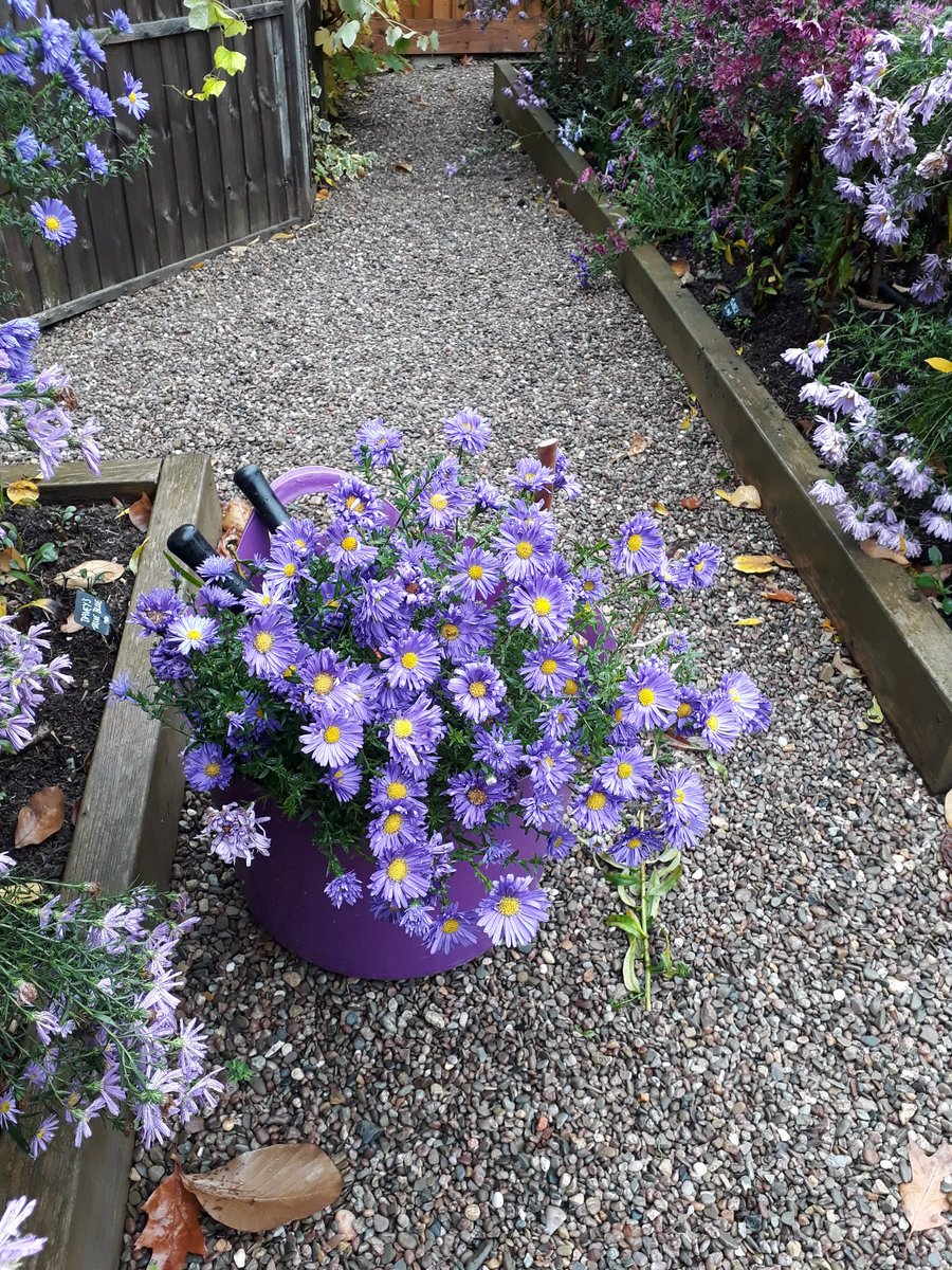 PictonGarden's tweet image. The four days of rain and wind have taken their toll but not as bad as I feared... finished some of the daisies and broke one or two ... but still some lovely colour in the garden #autumn #Gardening