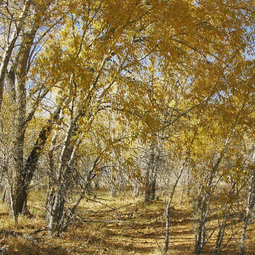 SangreNHA's tweet photo. Near Magote in the Sangre de Cristo National Heritage Area. 📷Robert Ruybalid #sdcnha #fallcolors #colorado #colorfulcolorado #trees #fall #optoitside #visitcolorado #yellow #heritagearea #sangrenha #sanluisvalley #magote #anglers #roadlesstraveled #e… https://t.co/M5Vu4vS8TU https://t.co/6APP9Eu0K2
