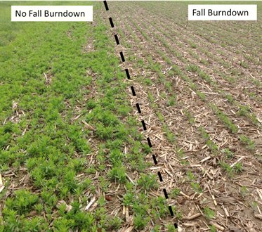 NPCAgronomy's tweet photo. The 2019 crop begins after harvest.  Contact your NPC Account Managers
  now to get on the schedule.  Fall burndown has results !!!! https://t.co/HLX9zuHpA0