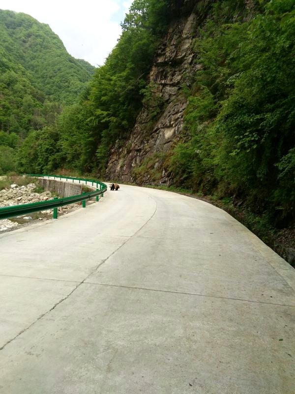 pandas_fr's tweet image. 🐼🌲🇨🇳 Deux observations de pandas sauvages en mai dernier dans la réserve naturelle de Foping
Two sightings of wild #pandas last May in the #Foping Nature Reserve
➡️ panda.fr/deux-observati…
@visitshaanxi