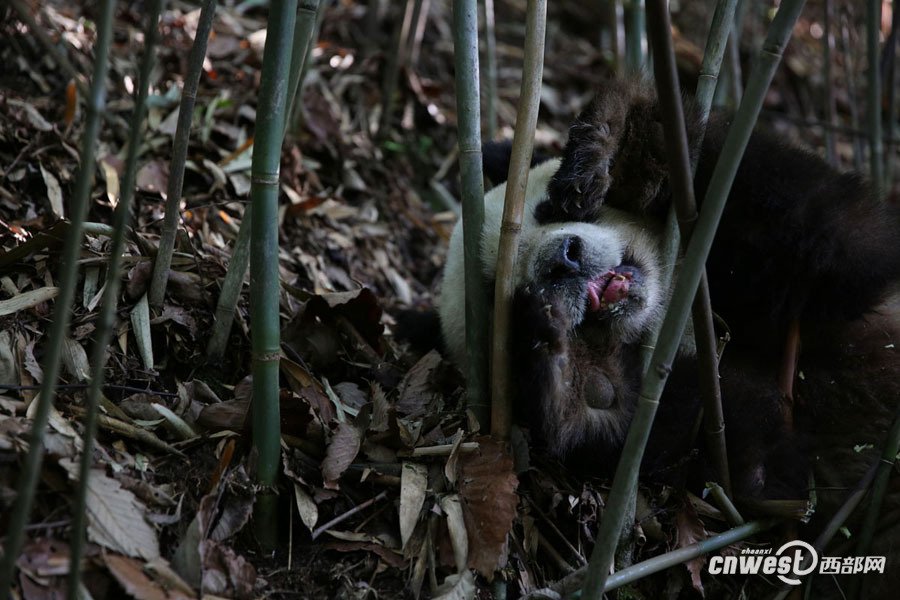 pandas_fr's tweet image. 🐼🌲🇨🇳 Deux observations de pandas sauvages en mai dernier dans la réserve naturelle de Foping
Two sightings of wild #pandas last May in the #Foping Nature Reserve
➡️ panda.fr/deux-observati…
@visitshaanxi