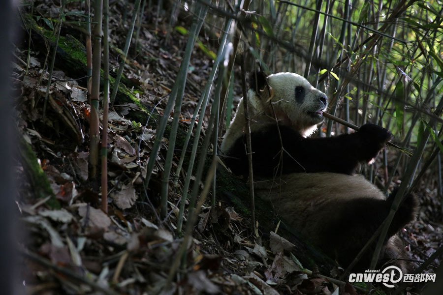 pandas_fr's tweet image. 🐼🌲🇨🇳 Deux observations de pandas sauvages en mai dernier dans la réserve naturelle de Foping
Two sightings of wild #pandas last May in the #Foping Nature Reserve
➡️ panda.fr/deux-observati…
@visitshaanxi