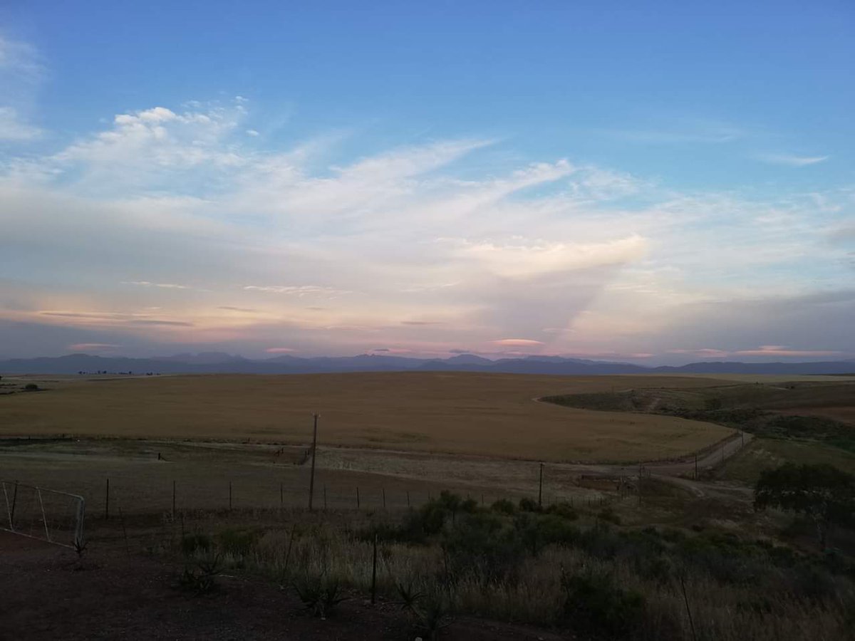 ReenvalSA's tweet photo. Die Rooi-Karoo (#Piketberg omgewing) se #koring is amper oes-gereed 📸 Francois van Huyssteen @AgriWesKaap @Die_Burger @venter_annette @zarsg https://t.co/OPtEk2On2b