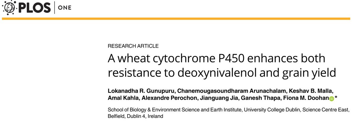 alexandre perochon (@alex_perochon) on Twitter photo Our last 📜from <a href="/doohancropslab/">Doohancropslab</a> #PLOSONE On role of #CYP450 in #wheat contributing to resistance to deoxynivalenol and grain yield <a href="/ucdplantsci/">UCD Plant Science</a> <a href="/UCDSBES/">Sch. Biol. & Env. Sc</a> <a href="/UCDEarth/">UCD Earth Institute</a> 👉 dx.plos.org/10.1371/journa… Our last 📜from <a href="/doohancropslab/">Doohancropslab</a> #PLOSONE On role of #CYP450 in #wheat contributing to resistance to deoxynivalenol and grain yield <a href="/ucdplantsci/">UCD Plant Science</a> <a href="/UCDSBES/">Sch. Biol. & Env. Sc</a> <a href="/UCDEarth/">UCD Earth Institute</a> 👉 dx.plos.org/10.1371/journa…