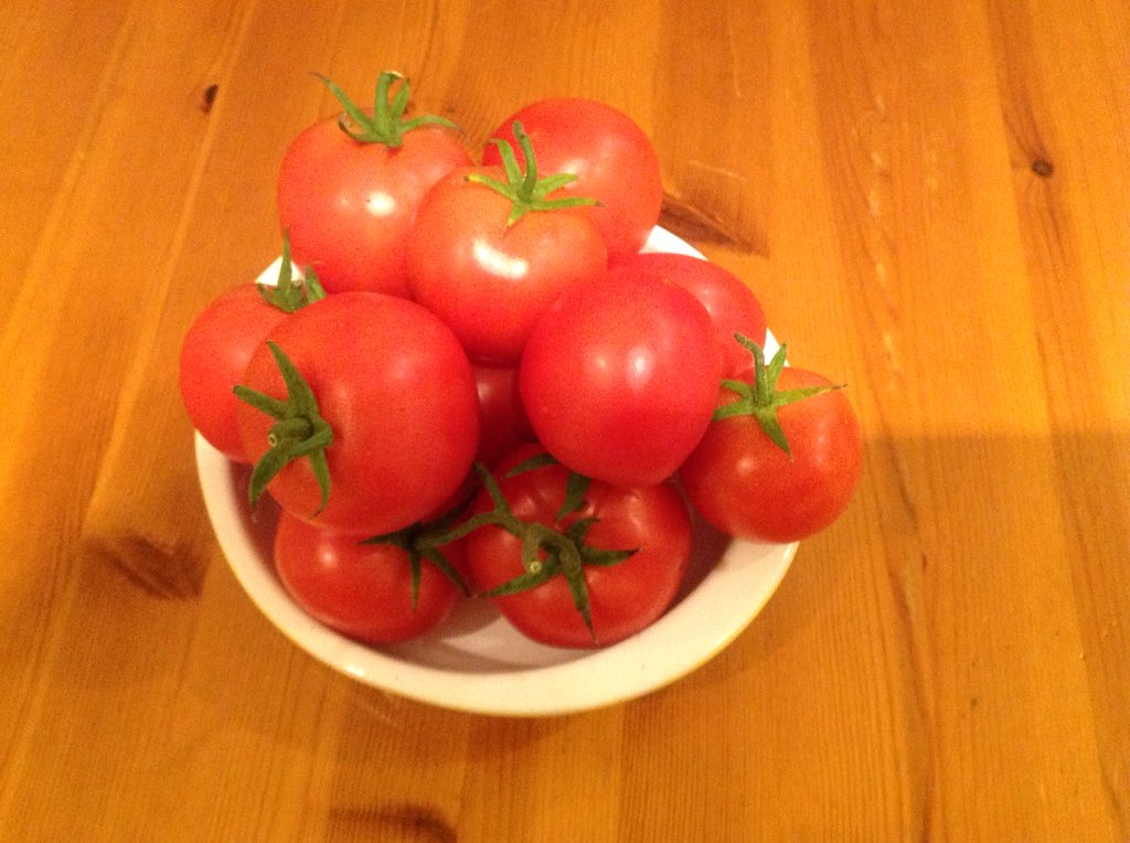 easylec's tweet photo. Tomato Tourance  from #DTBRown  @mrfothergill sister company still going strong, grafted on rootstock variety from @kings seeds. A lot of faffing around but worth it. https://t.co/6hfDx0fpLQ