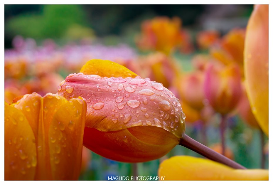 #チューリップ #花 #自然 #庭園 #雨滴 #雨の 
#gmasterlens #ファインダー越しの私の世界 
#写真好きな人と繋がりたい  #SONYA58 #sonyalpha6000 #alpha6000 #sonylens   
#写真撮ってる人と繋がりたい #カメラ好きな人と繋がりたい 
Tulips after the Rain.🌷 
SONY 16-50mm📷