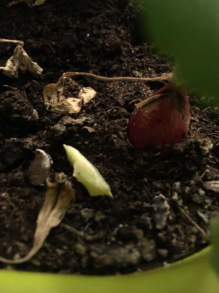 Roown3's tweet photo. @katyfaise I found some caterpillars munching on my radishes a while back. Very exited to see them turn into beautiful butterflies ☺️ https://t.co/PvJU2noG00