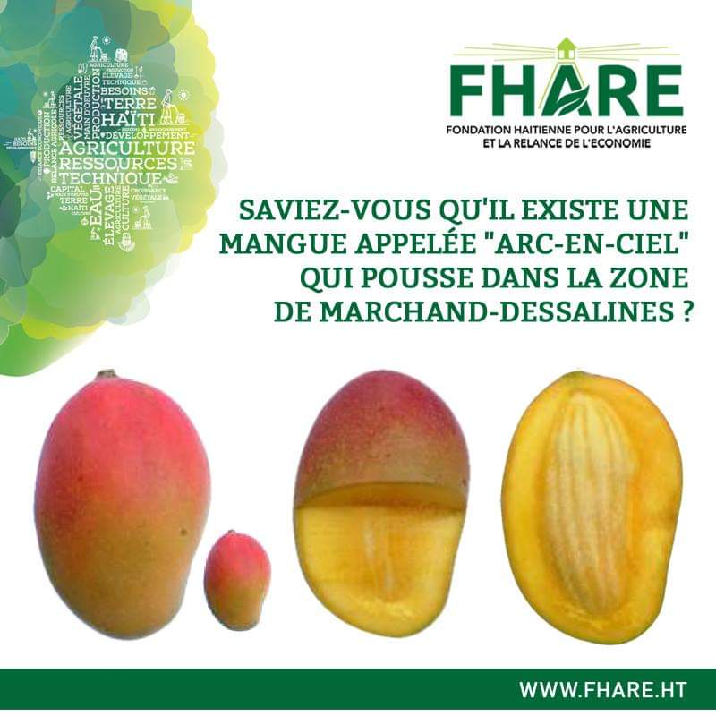 fhare_ht's tweet photo. Saviez-vous qu'il existe une mangue appelée "Arc-en-ciel" qui pousse dans la zone de Marchand-Dessalines ? Découvrez un extrait de notre catalague des mangues haitiennes sur https://t.co/GdrBUkEIKx #Symposium2018 #Mangue #Haiti #FHARE https://t.co/rtY3Sqjbbs