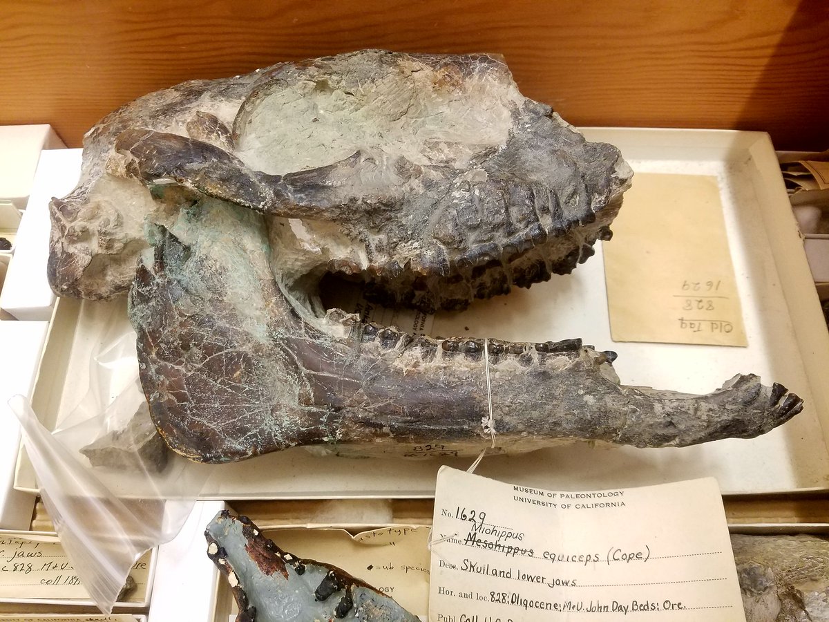 DannyAnduza's tweet photo. #HorseFace has galloped into the #trending hashtags because of something some jackass tweeted... so neigh, I could not resist ponying up with a #fossil #horse.  Here's most of the skull of a beautiful Miohippus from @JDFossilBedsNPS https://t.co/ewLjnX6w0V