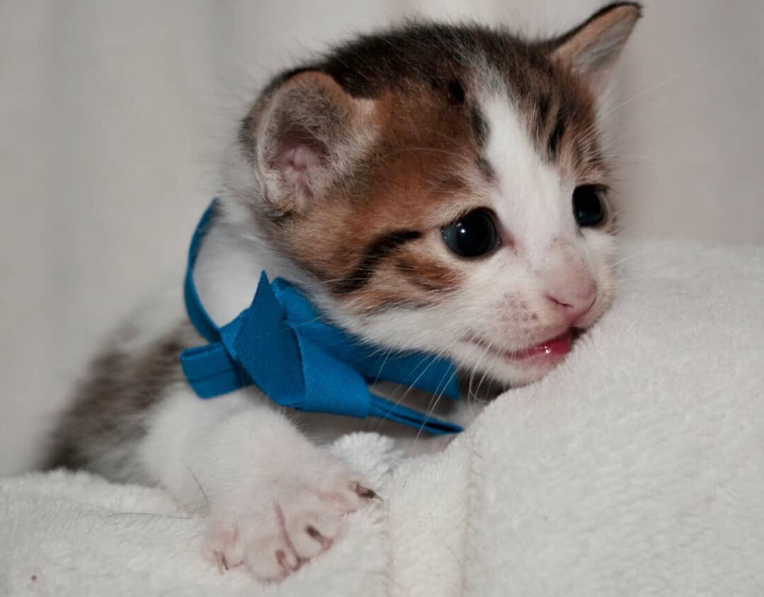 livnings's tweet photo. ADOÇÃO RESPONSÁVEL RJ 
A minha irmã resgatou uma gatinha grávida e agora seus filhotinhos já estão prontos pra encontrar um novo lar, dois deles ainda estão sem donos e a nossa mamãe também precisa de um. ❤
Quem tiver interesse chama dm ou manda msg para 21976654785 https://t.co/SO4LceRbP3