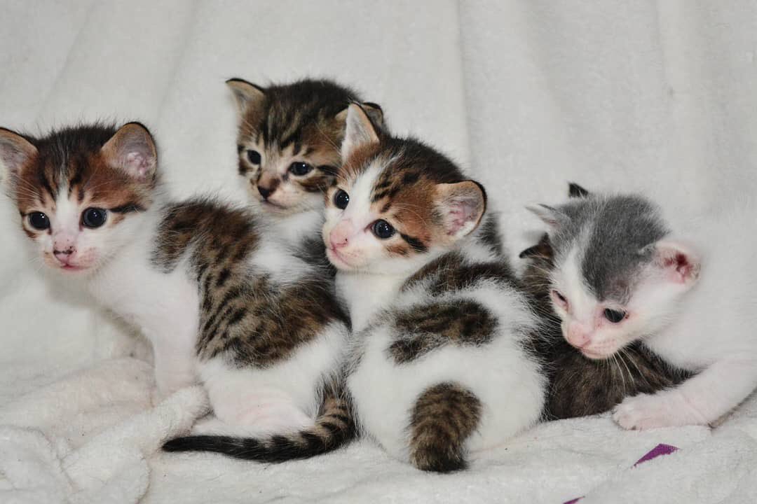 livnings's tweet photo. ADOÇÃO RESPONSÁVEL RJ 
A minha irmã resgatou uma gatinha grávida e agora seus filhotinhos já estão prontos pra encontrar um novo lar, dois deles ainda estão sem donos e a nossa mamãe também precisa de um. ❤
Quem tiver interesse chama dm ou manda msg para 21976654785 https://t.co/SO4LceRbP3