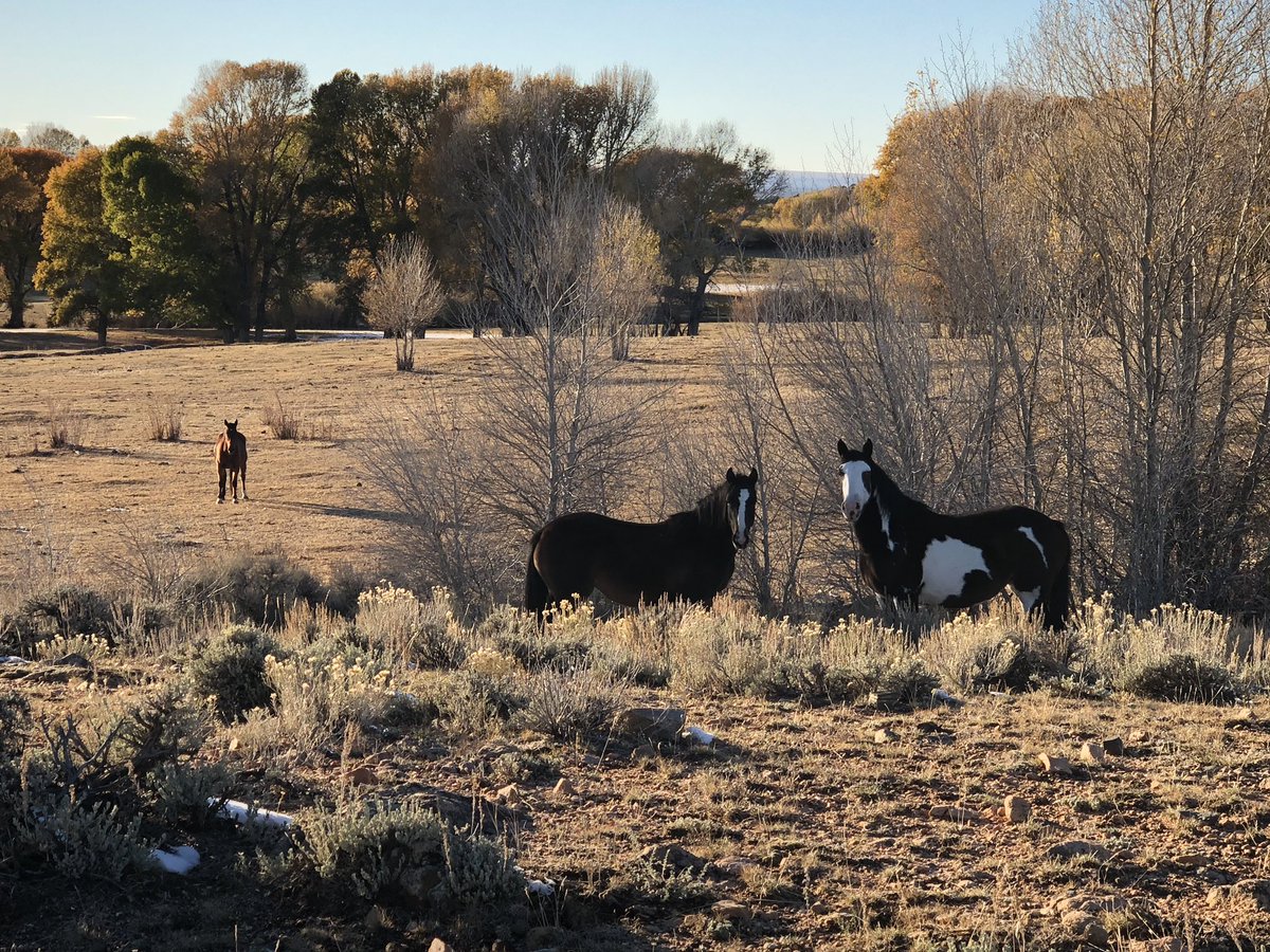 Seen along my <a href="/MyPeakChallenge/">My Peak Challenge</a> walk in Wyoming <a href="/MageeHomestead/">Magee Homestead</a> yesterday. Felt good to stretch my legs after a long flight. The horses 🐎 a bonus! #nature #MPC2018