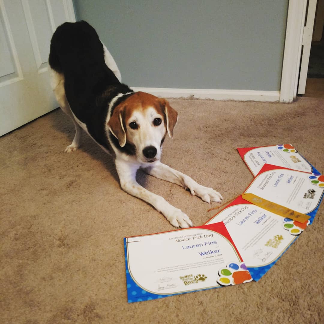 Fins Animal Training (FinsPetTrainers) Twitter