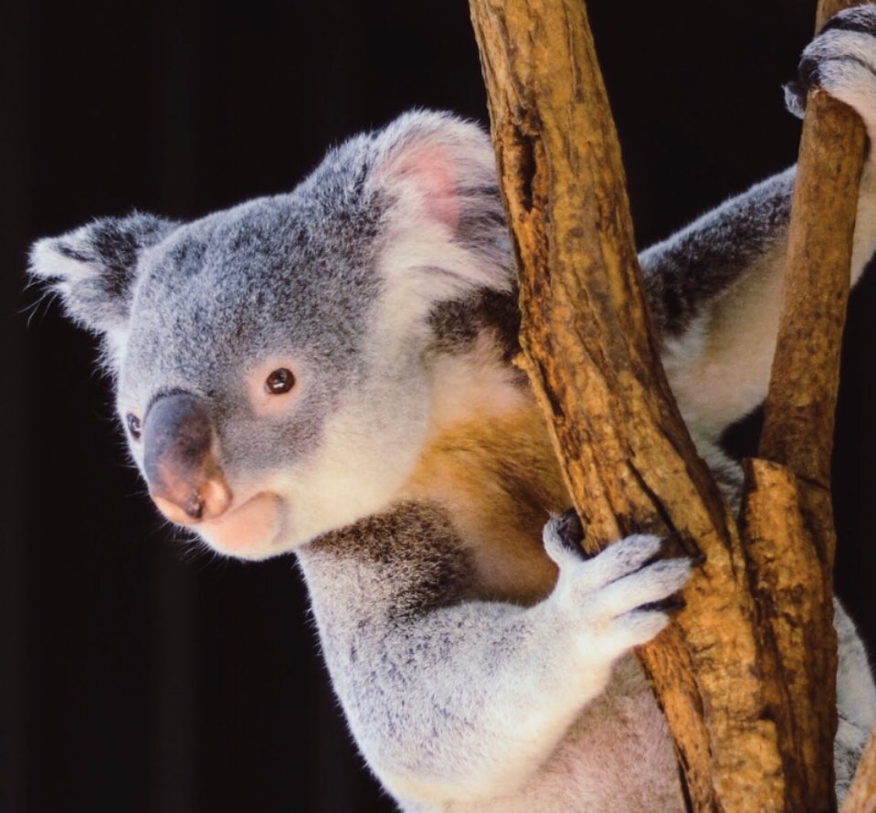 ThePocketFiller's tweet image. When it was past your bedtime but you looked over the stairs to see what the grownups were doing.