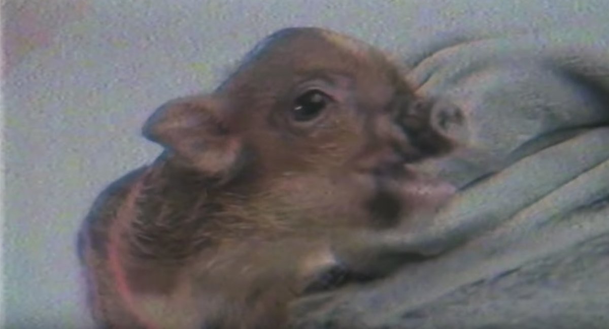 consequence's tweet photo. Ariana Grande retains sole custody of pet pig, Piggy Smallz, following breakup with Pete Davidson: https://t.co/xAHG01P982 https://t.co/t7HUUlsZst