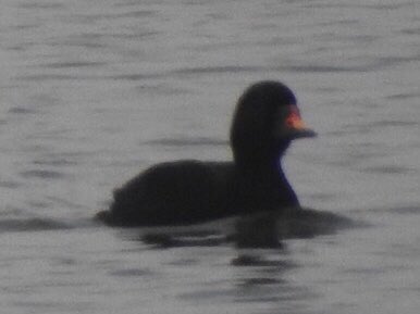 RayShrouder's tweet photo. Amazing day 83 species with @DJRBirder #cutend #RSPBframpton
Norwegian ringed rock pipit
Also Merlin peregrine SEO
#redneckedphalarpe
#commonscoter https://t.co/73Zjnd19tR