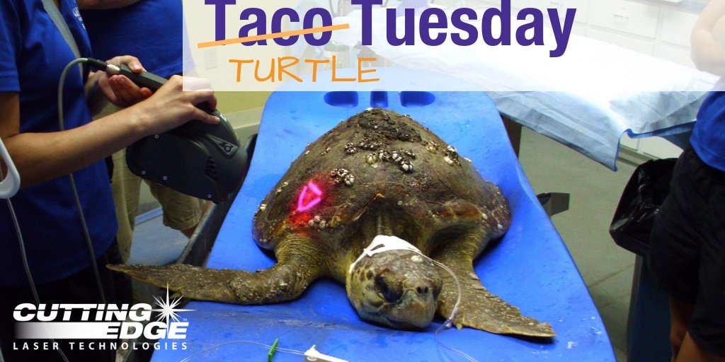 CELasers's tweet photo. Applications and effects of laser therapy in veterinary medicine- https://t.co/FM6sikxtzO -in the veterinary field and its use extending to all domestic species and even exotic animals. #tacotuesday #MLSLaserTherapy #Turtles #Healing https://t.co/8RNgEjn9rF