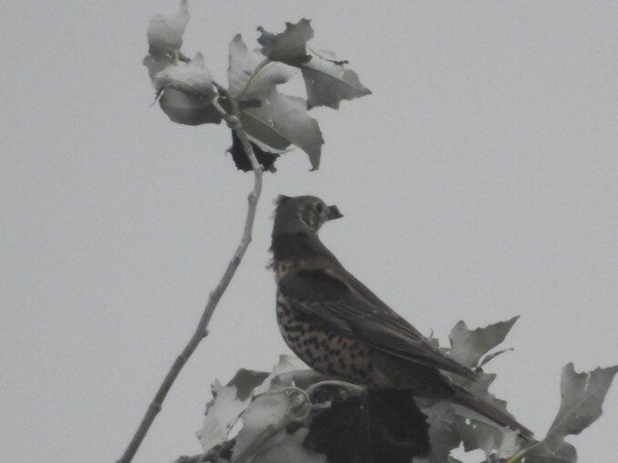 RayShrouder's tweet photo. About 200 migrating thrushes fell out of the sky @ #cutend all around this resident #mistlethrush https://t.co/L3tv5jAFvs
