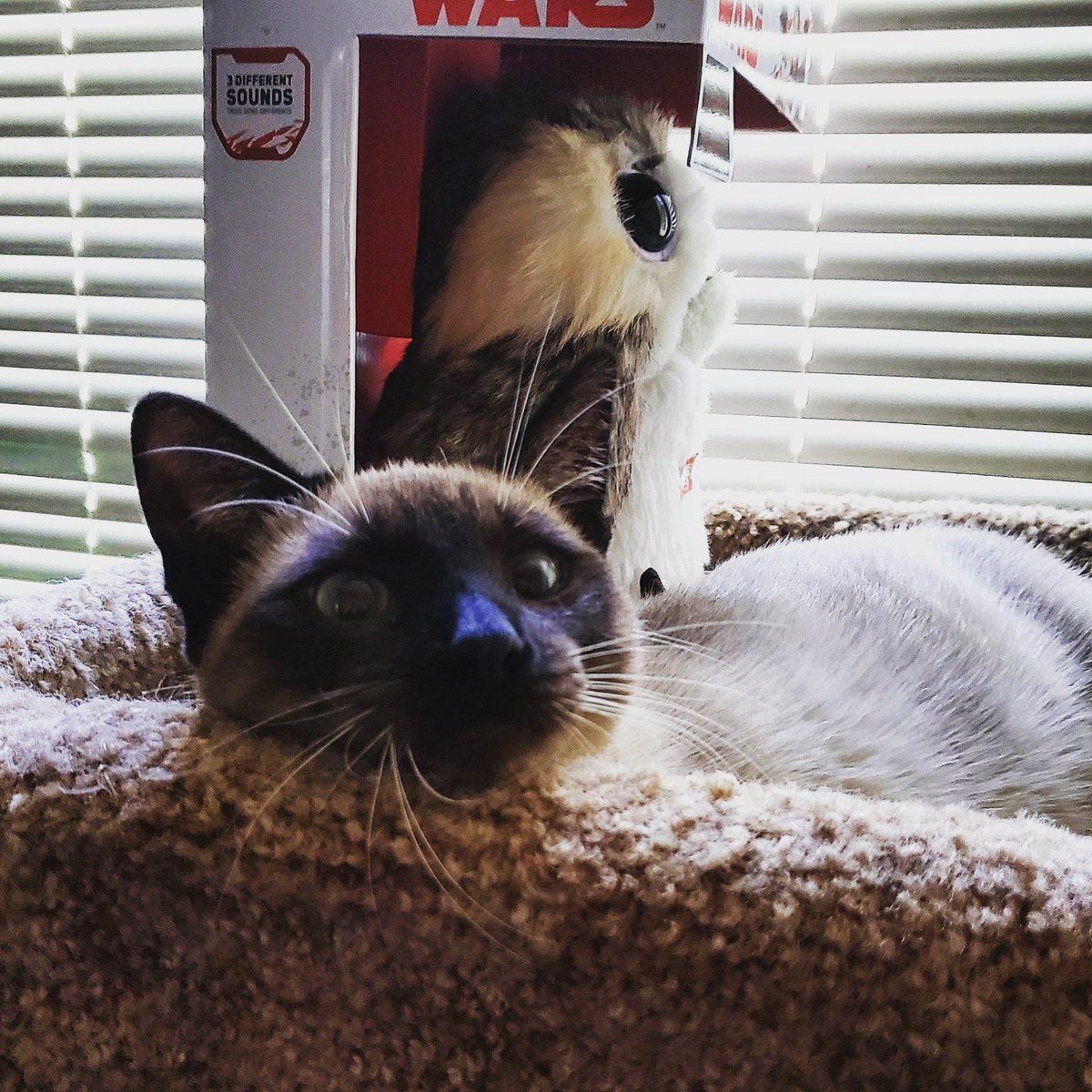 TheZiba's tweet photo. Ziba managed to set the Porg action &amp; sound off by herself.

Is this a look of satisfaction or just giving us wild eyes?
 
#pdx #pdxcats #catsofportland #catsofpdx #ohspets #meezer #siamese #teamziba4life #cats #kittensoftwitter
#artharder #siyamkedisi #nerdycat #starwars #porg https://t.co/vEWY5r5Vgd