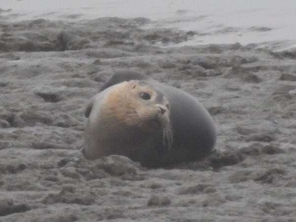RayShrouder's tweet photo. Not all birds at #cutend
Seal x 3
Hare x 4
Fox x 1 https://t.co/tiy6OF2bn8