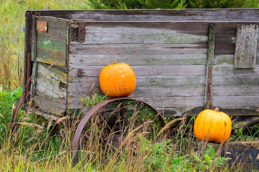 Ibishawkimages's tweet photo. A few weeks ago while driving along the backroads of Cloud County Kansas my father-in-law and I spotted this scene.
#fall #Pumpkins #oldwagon #fallcolors #ON1Pics #pentaxk1 #teampentax #Kansas #cloudcountyks @KANSASMag https://t.co/pKkYqQdeWn
