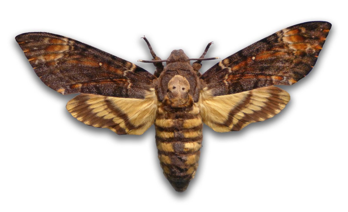 BugginOutAbout's tweet photo. Recognize this from "Silence of the Lambs?" Maybe the lambs are silent, but this moth isn't! The death's head moth is able to create a squeak by vibrating its epipharynx.

#moth #entomology #halloween #spooky #bugs #bug #insect #insects #silenceofthelambs #moths
Photo: @NatGeo https://t.co/XGyEnDeVOz