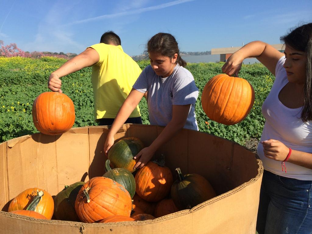 CPPAgriscapes's tweet photo. Pumpkin Season is still Growing! We are still filling the Patch with THOUSANDS of freshly picked Pumpkins for you! 🎃
#cpppumpkinfestival https://t.co/AfFaZkzEs7