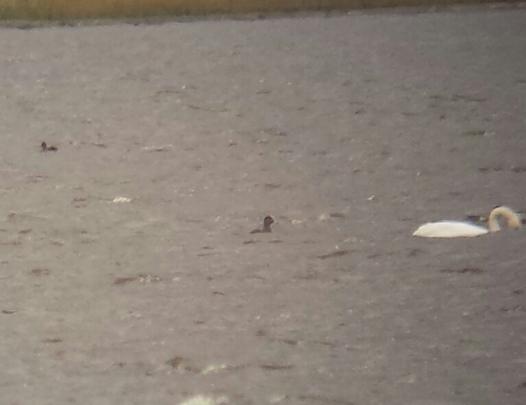 keith_langdon's tweet photo. Distant views and #phonescoped #recordshots of the drake #AmericanWigeon at #LochEye #EasterRoss this morning https://t.co/jheEtNX6Kj