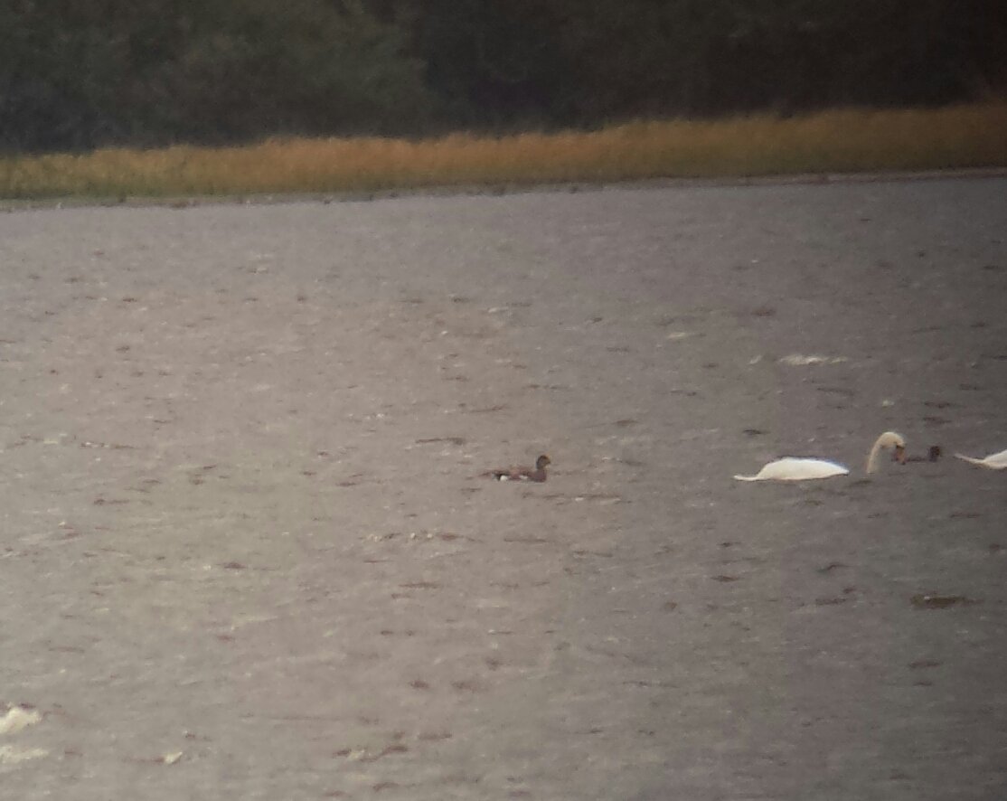 keith_langdon's tweet photo. Distant views and #phonescoped #recordshots of the drake #AmericanWigeon at #LochEye #EasterRoss this morning https://t.co/jheEtNX6Kj