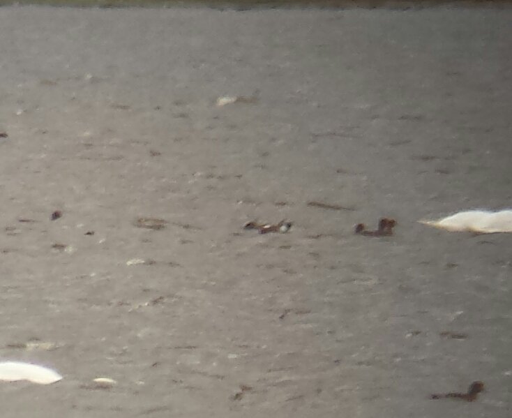 keith_langdon's tweet photo. Distant views and #phonescoped #recordshots of the drake #AmericanWigeon at #LochEye #EasterRoss this morning https://t.co/jheEtNX6Kj