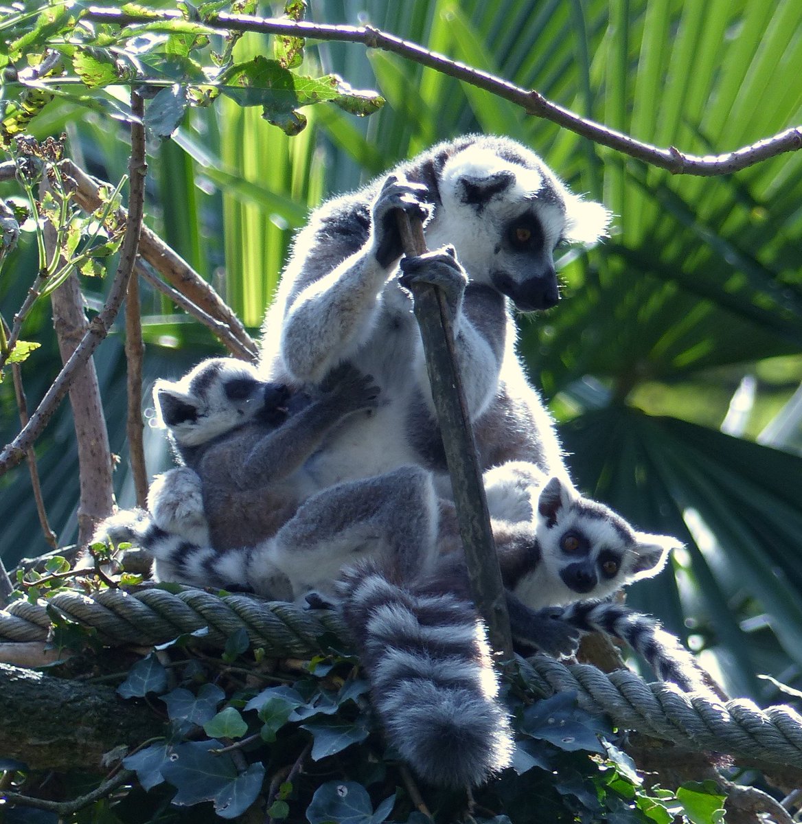 Gus Tou Gus Tou Twitter