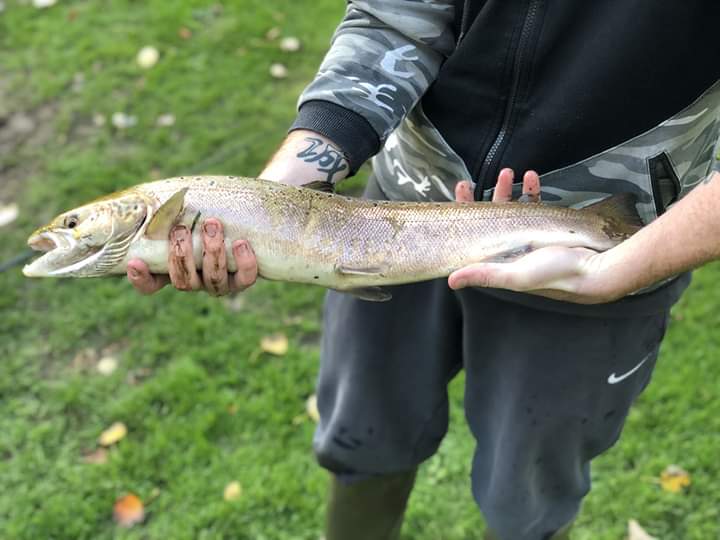NeilzoK9's tweet photo. Lovely Male Salmon from the Six Mile River In Northern Ireland. #river  #angler #Salmon #uk https://t.co/VOAgJi4Igm