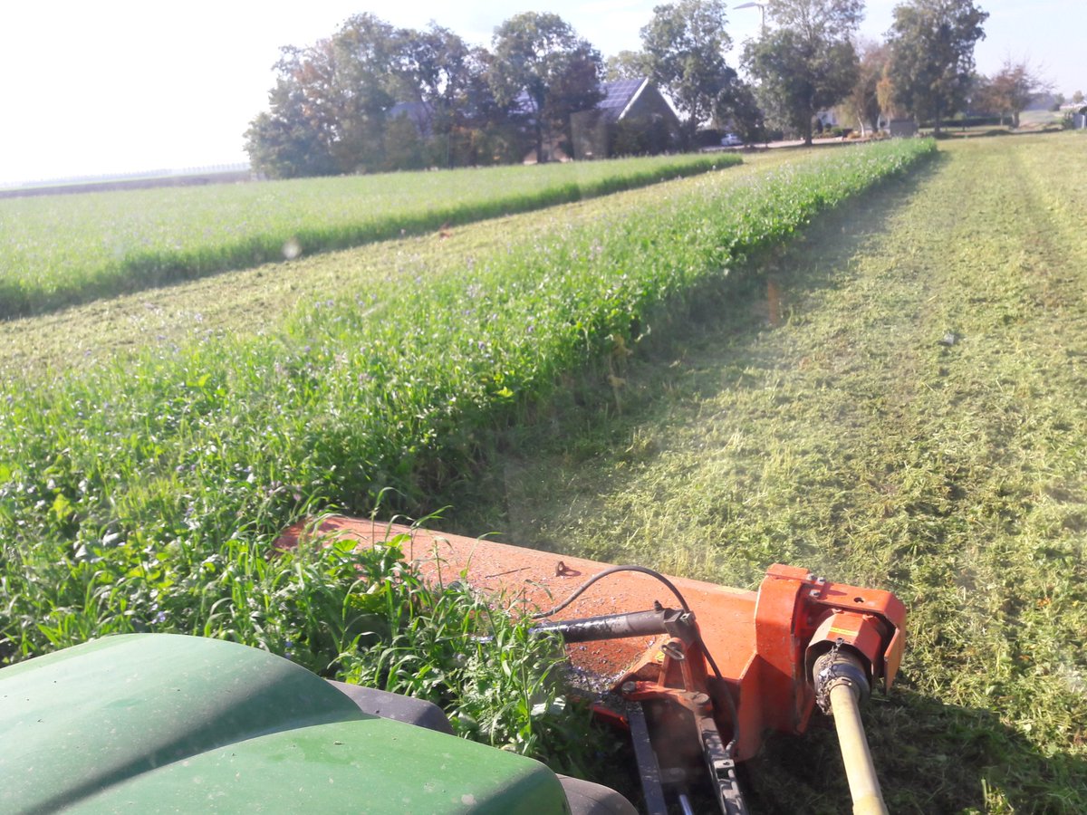 mvandongen's tweet image. Groenbemester #biodivers van #Agrifirm klepelen onder super omstandigheden! Mooie volle groenbemester. 👍👌