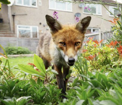 CoralproductsUK's tweet photo. #manufacturinghour #GBmfg #UKManufacturing #EngineeringUK #UKmfg #ManufacturingUK shouting about our #foxproof #foodwaste #plastic caddies! Great for urban and rural areas and proven to be animal proof, due to our locking system and design. https://t.co/39mthjHK0d