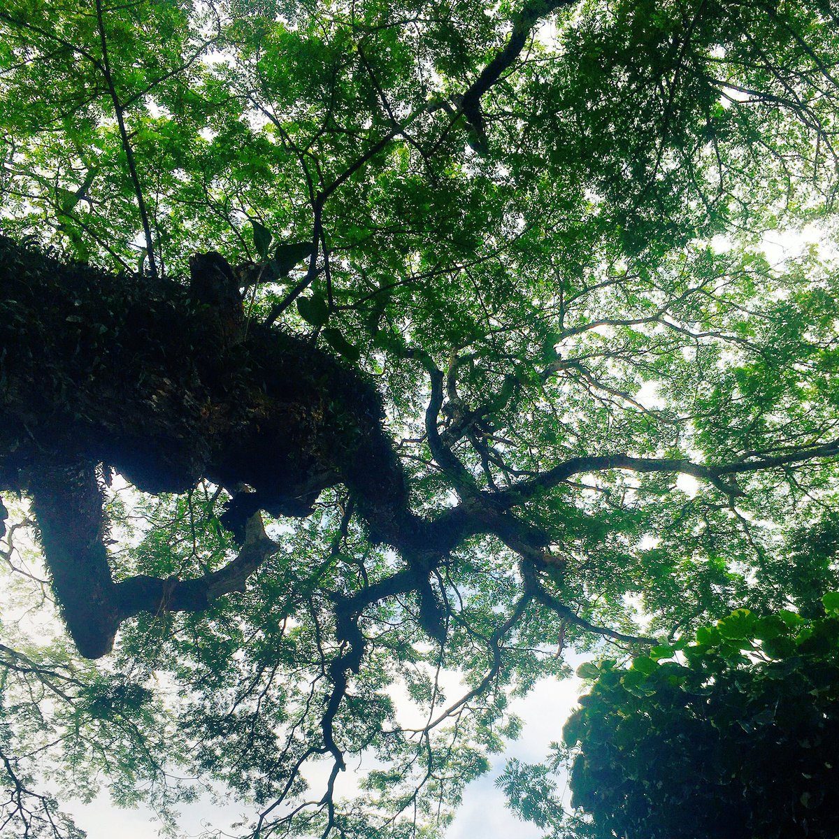 greeningsl's tweet photo. Think, they provide us basics things what we all need for living. 

#greeningsrilanka
#greeninspire 
#protectnature 
#livingonearth 
#naturelovers 
#treeoflife 
#letsplantatree https://t.co/W799W5ddvf