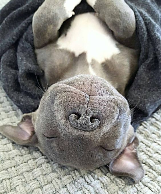 Animal Hub tweet media